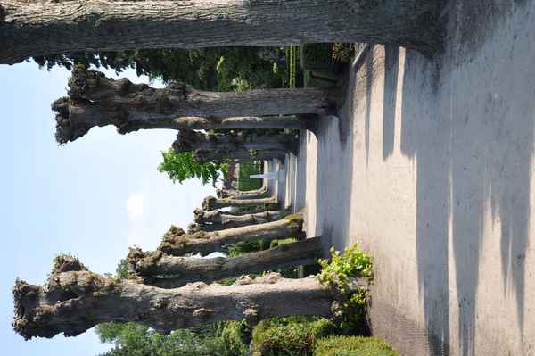 Lindenallee auf dem Friedhof - geköpfte Linden