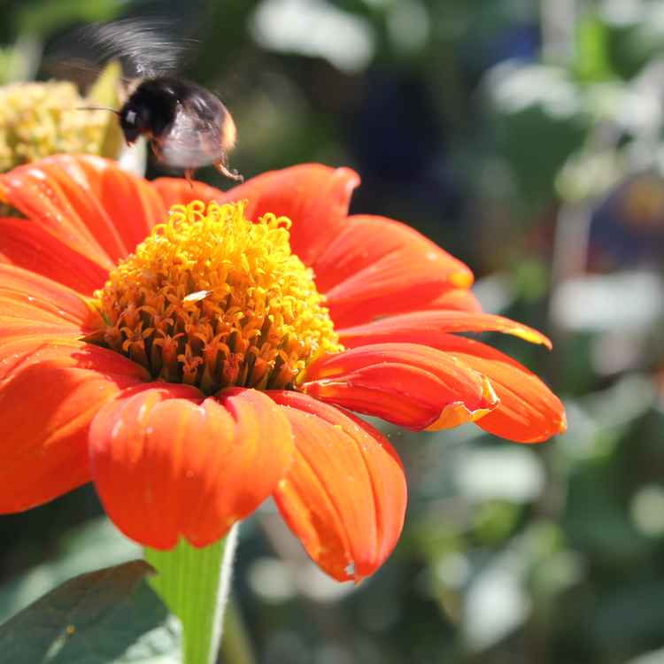 ein Flügelschlag entfernt...