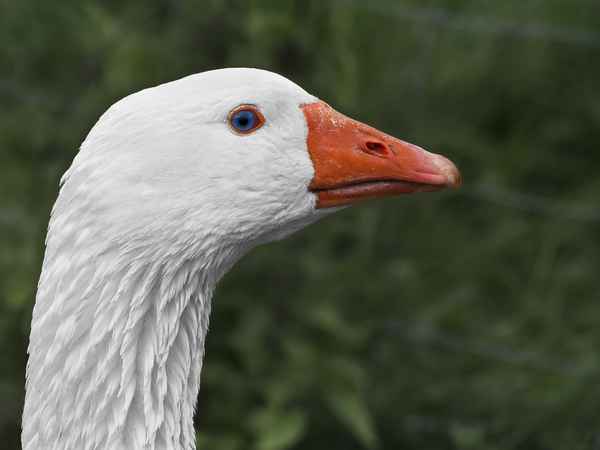 Gansportrait