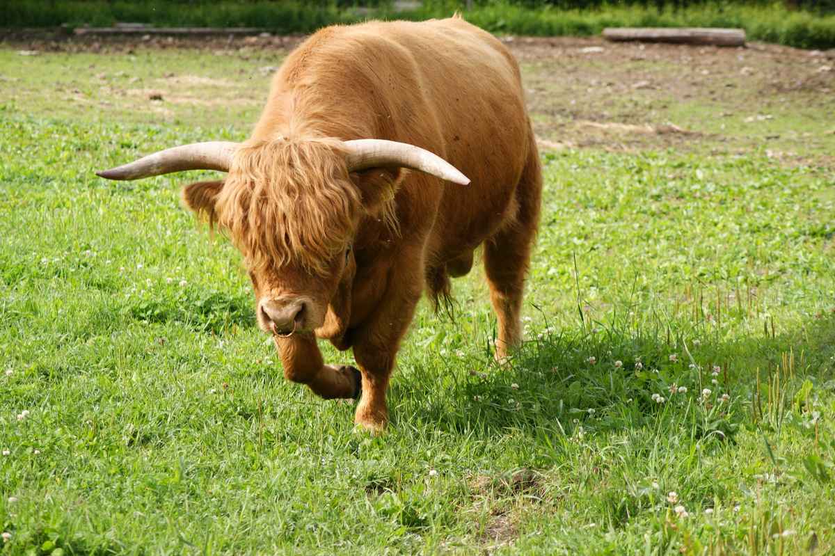 Bulle im schritt