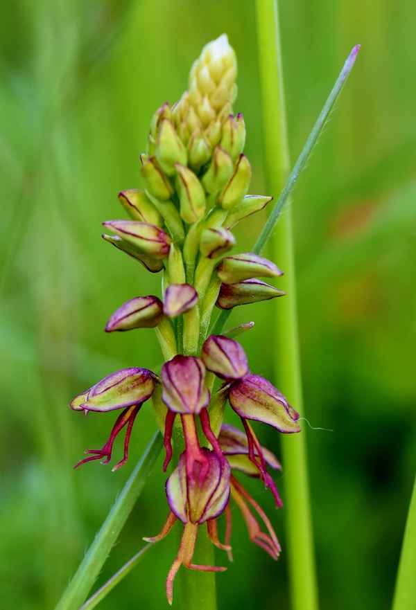 Ohnsporn-Hängendes Männchen