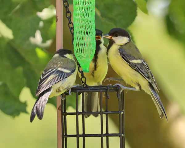 der meisen kindergarten