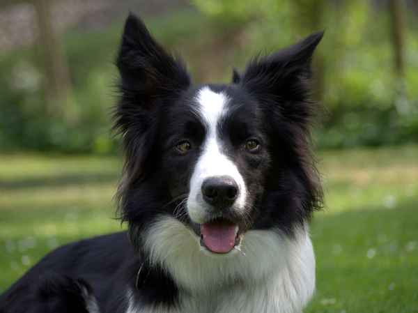 schielender Border Collie