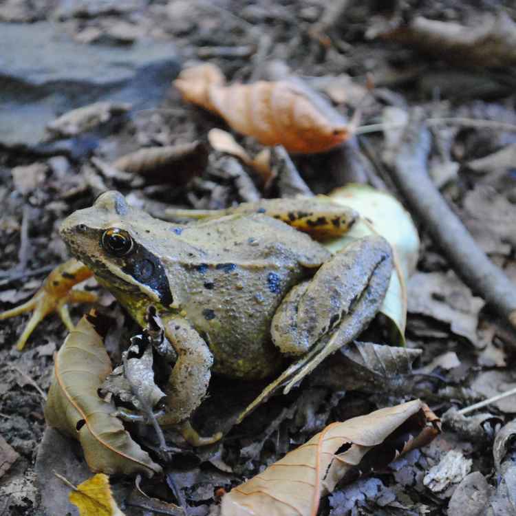 Grasfrosch (?) im Laub