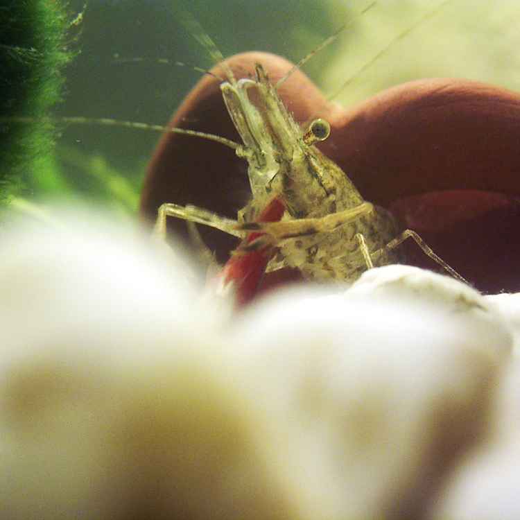 Garnele frisst Neon 2