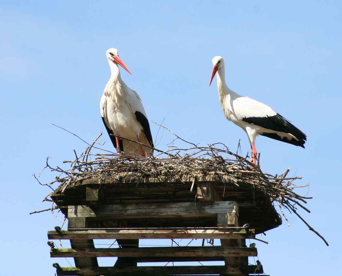 Storch-Pärchen