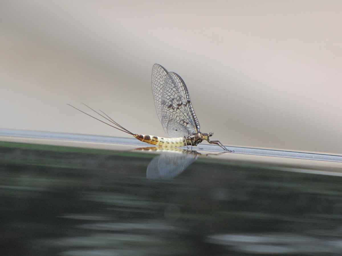 Eintagsfliege (Ephemeroptera)