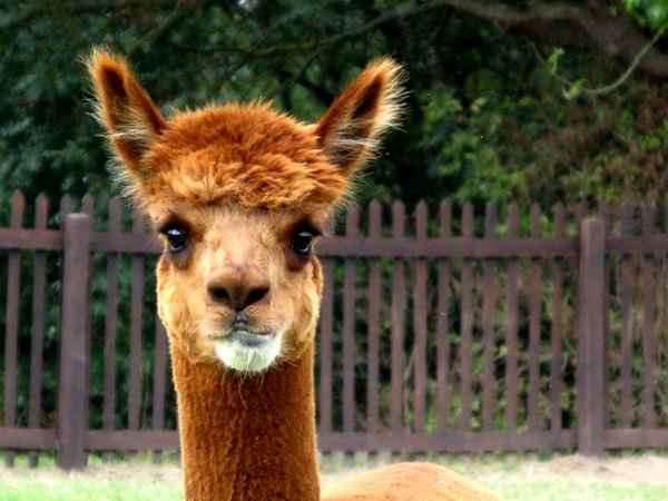Alpaka sagt Hallo