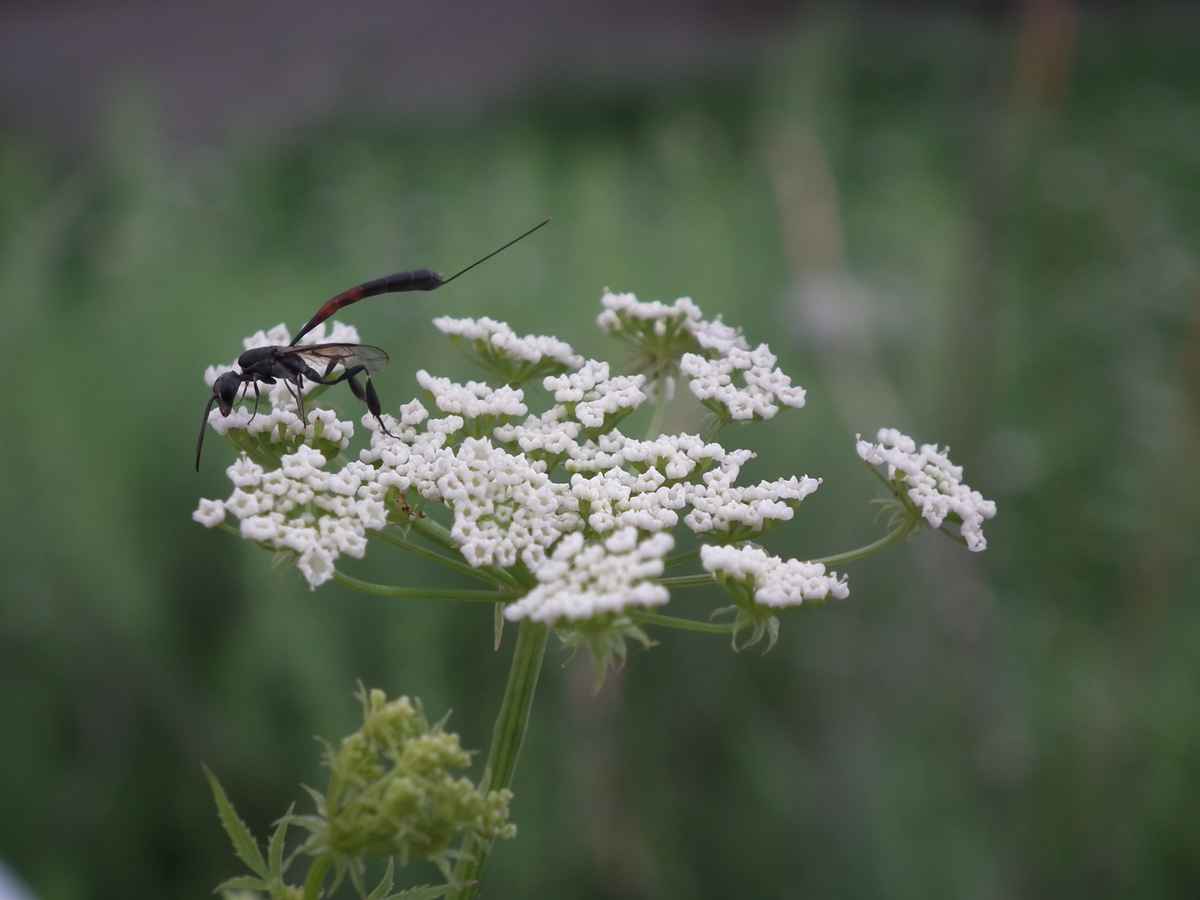 Schlupfwespe auf weißer Blüte