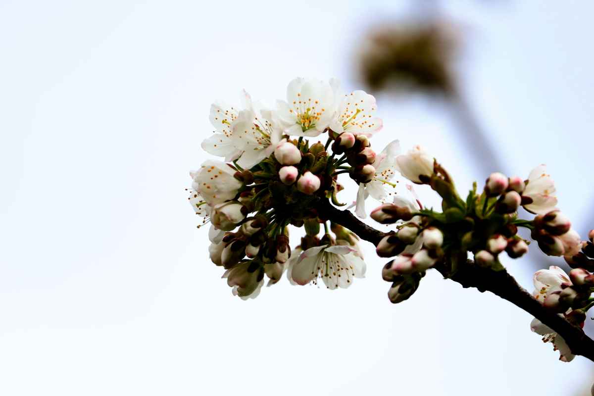 kirschblüte
