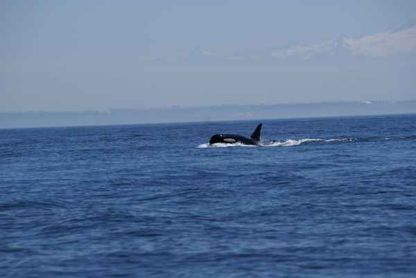 Whalewatching