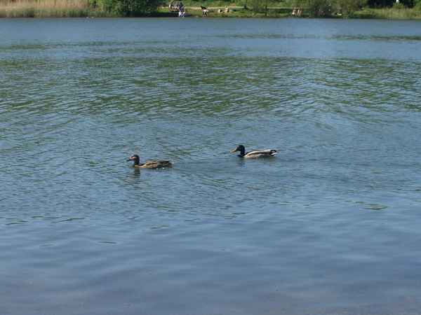 Vögel im Wasser