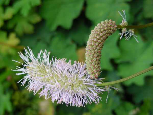 Blüte und Knospe des großen Wiesenknopfes