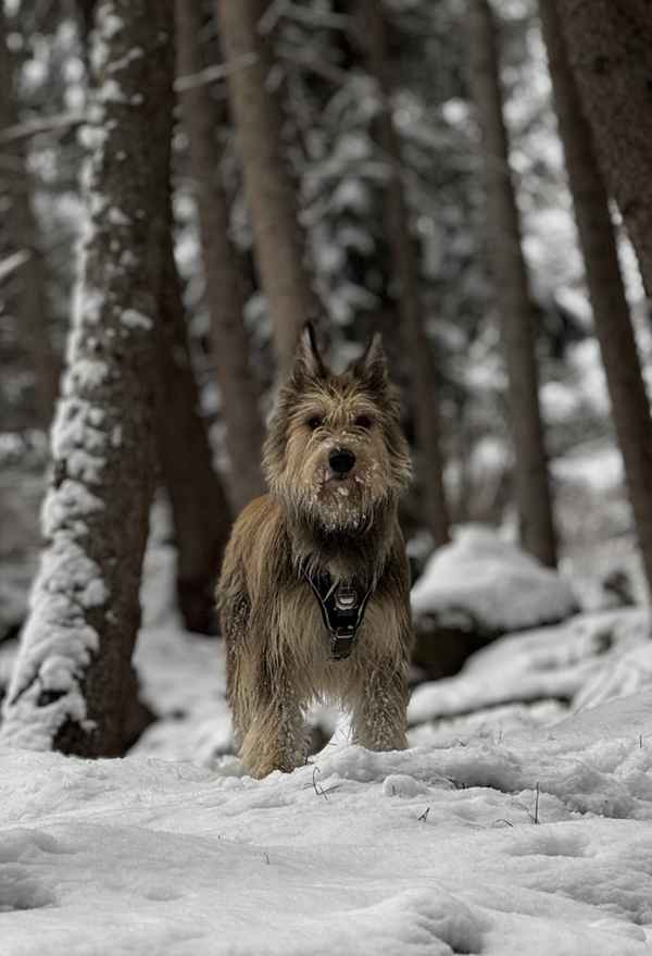 Picard im Schnee 1