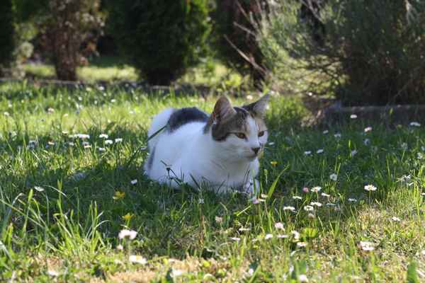 Romy liebt den Garten