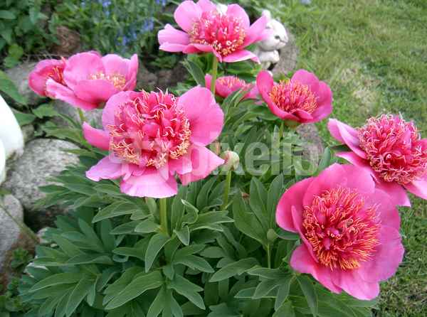 Die Farbe Lila