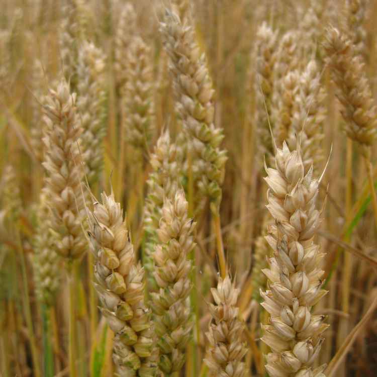 Weizenfeld