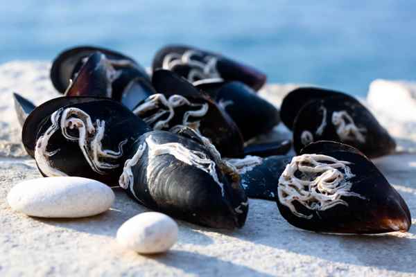 Maritime Kryptogramme