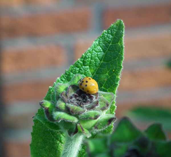 Marienkäfer auf Alant