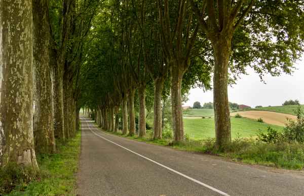 Landstraße im Elsass