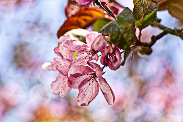 Sommerfrische