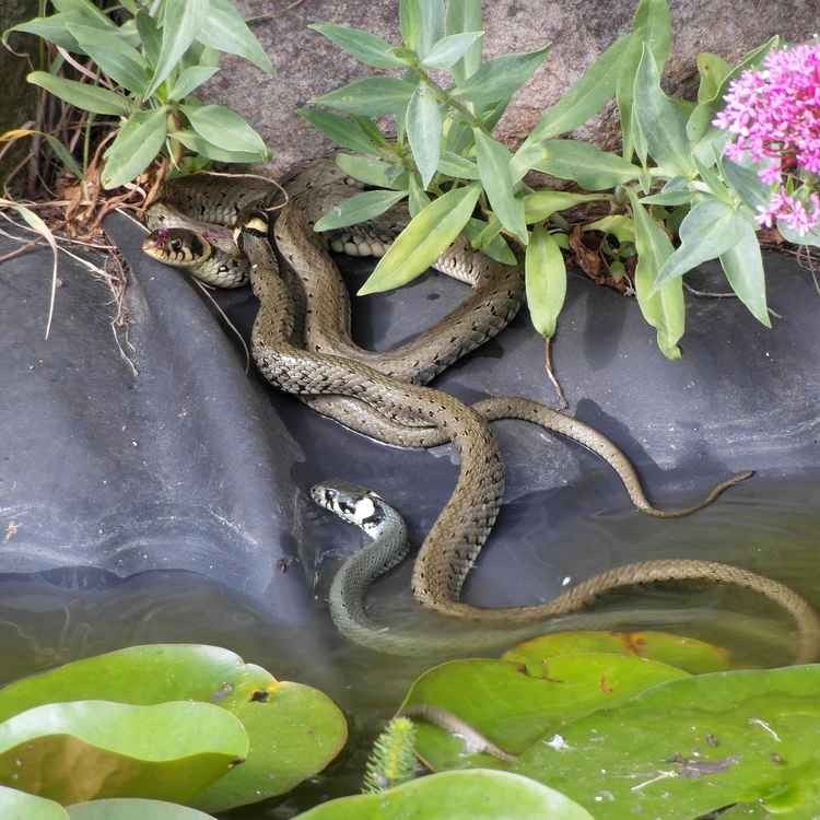 Paarungszeit bei Reptilien