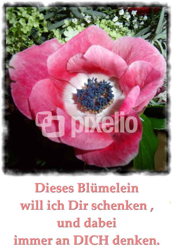 Dieses Blümelein ...