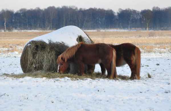 Ponys im Winter