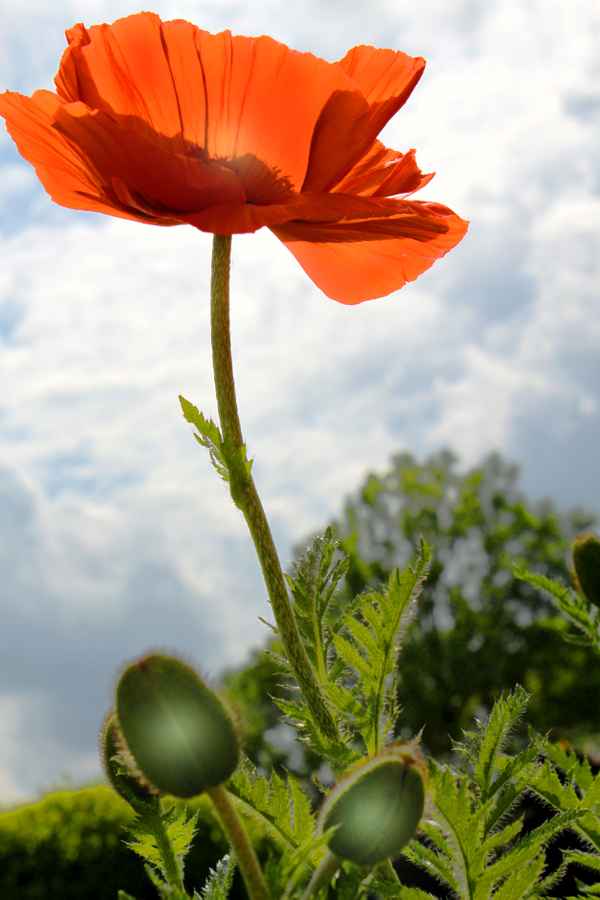 Sommer - Klatsch
