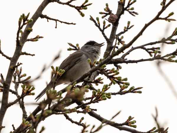 Schwarzes Käppchen_3
