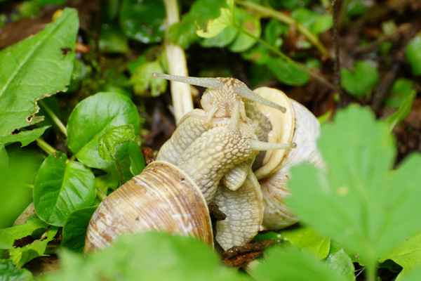 ganz aus dem Häuschen