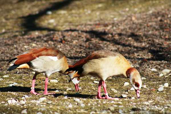 Gänse