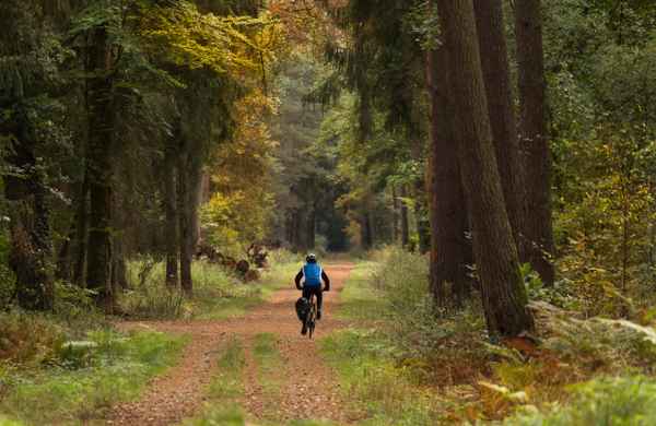 durch den Herbstwald radeln