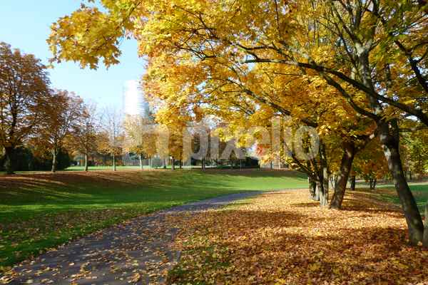 Herbststimmung im Rheinauenpark Bonn 1