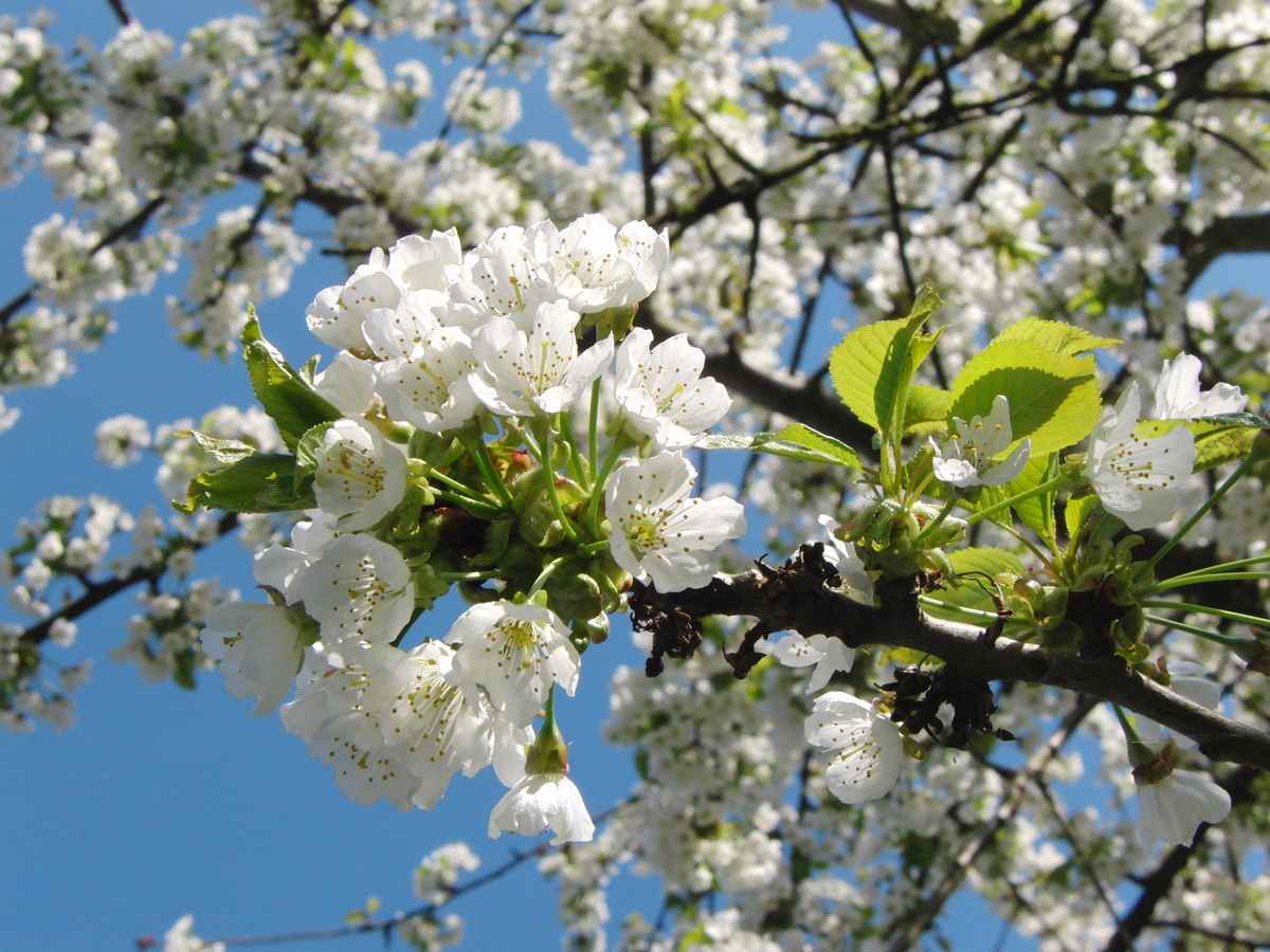 Noch mehr Kirschblüten