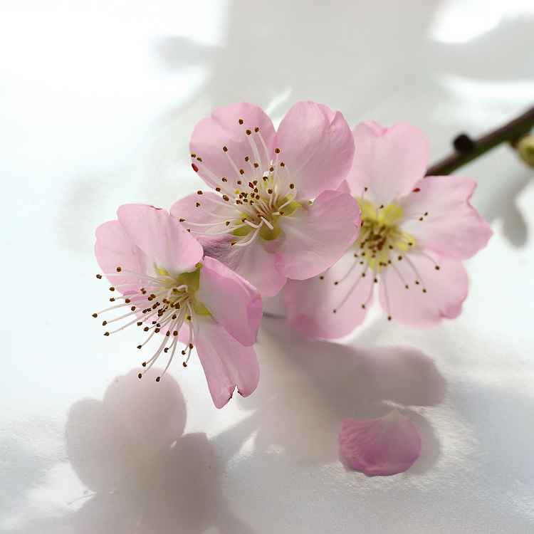 zarte Kirschblüten . . .