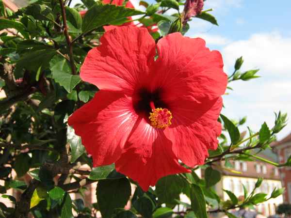 Hibiskus
