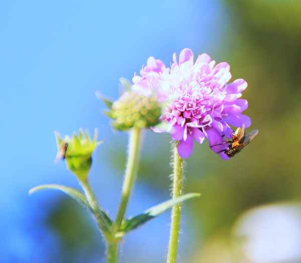 Rosa gefällt mir...