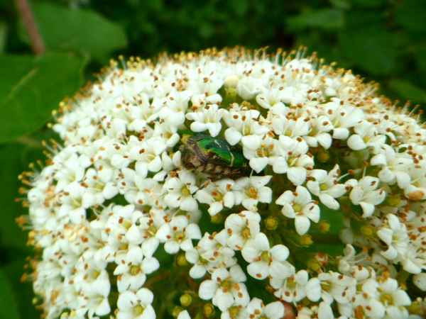 Tierischer Untermieter