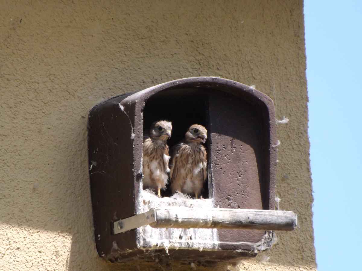 Junge Raubvögel