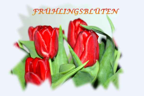 Frühlingsblüten