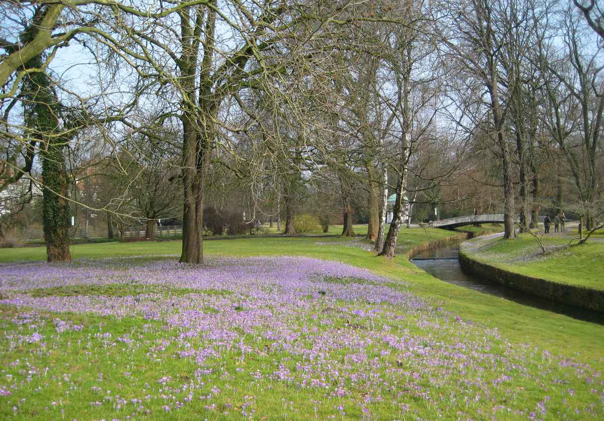 Krokuswiese
