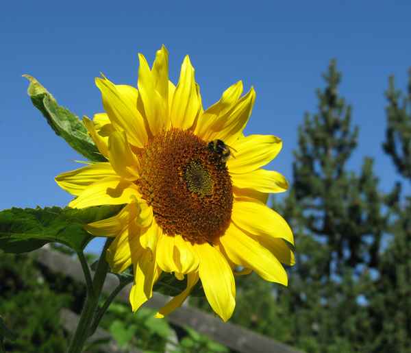 Sonnenblume mit Biene