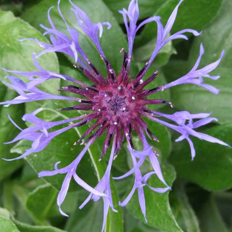 Kornblume