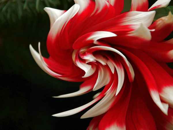 Hahnenkopf rot weiß