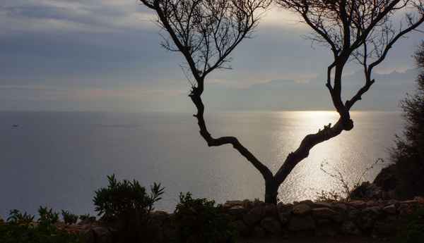 Baumgabel mit Meer und Taurusberge