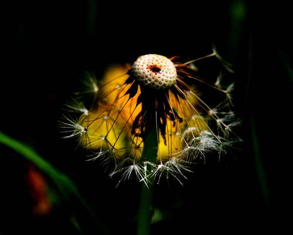 pusteblumen