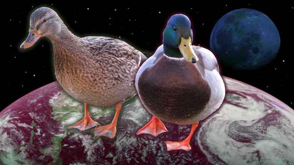 Earthducks