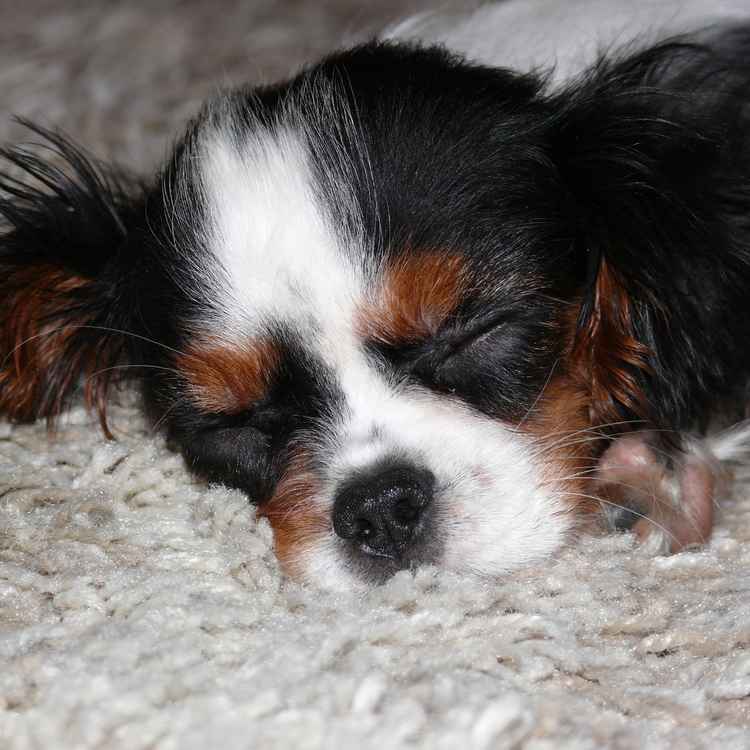 cavalier king charles spaniel
