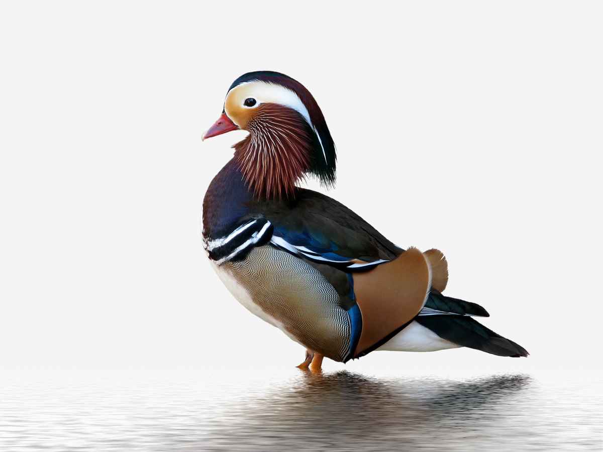 Mandarinente